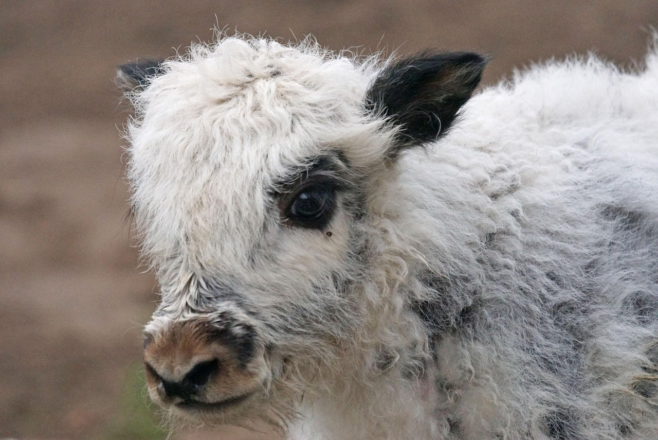 Výhodné balení 6 ks / 300 g příze Natural Organic Mongolian Yak Wool SLEVA 10%